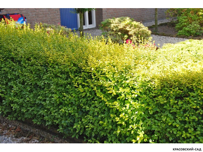 Бирючина Ауреа - Aurea