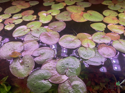 Водокрас обыкновенный - Гидрохарис