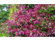 Клематис Свит Саммер Лав (Clematis Sweet Summer Love), ОКС