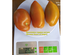 Томат Бронзовое сердце ангела (Bronze heart of Angel)