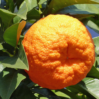 Citrus bigaradia hot sale
