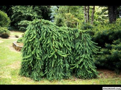 Ель Фробург - Frohburg