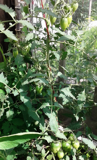 Семена томата Похвала Марины