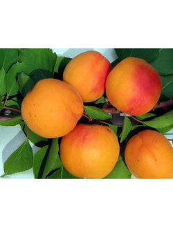 Абрикос "Буревестник" (Средний), ОКС