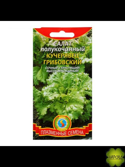 САЛАТ "КУЧЕРЯВЕЦ ГРИБОВСКИЙ"