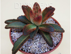 Kalanchoe tomentosa Rubra - Каланхоэ войлочное красное, кошачьи ушки