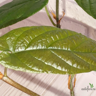 Ficus sp.(T25) aff villosa (big leaf) / фикус виллоза крупный лист