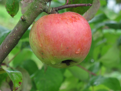 Скрыжапель (яблоня)