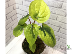 Piper sp. yellow variegated / перчик вариегатный