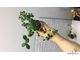 Ficus Vacinoides / фикус вакиноидес