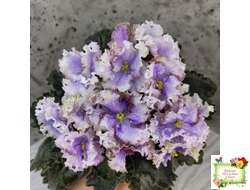 Leo-Древній Львів (Иваницкий)