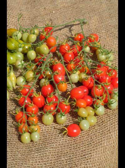 Томат-черри Лилина Коса, 10 шт