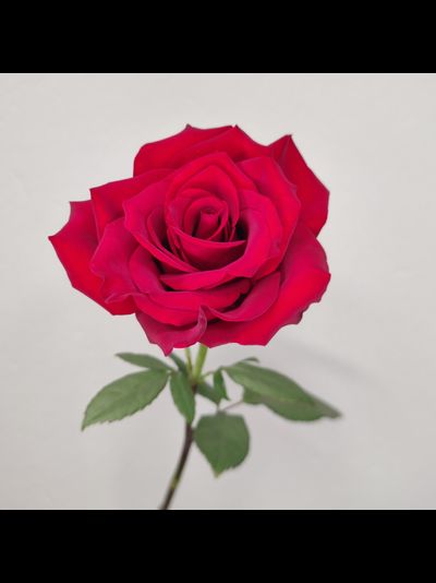 Роза Эквадор красная