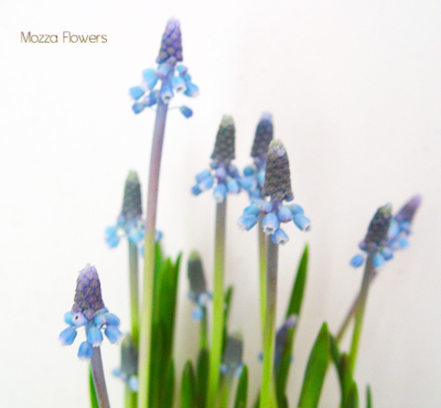 "Мини мускари" Силиконовый молд