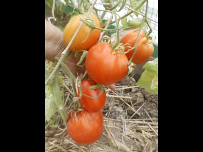 Томат Огромная слива  (Enormous Plum)