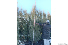 Можжевельник Блю Эрроу 3 метра - измерение перед посадкой линейкой зимой - Красовский-Сад.рф