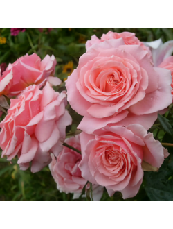 Поэзия (Poesie)