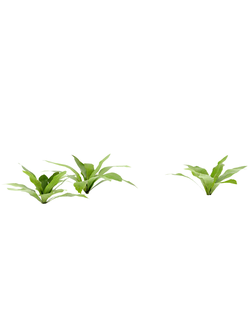 тропические Асплениум гнездовой bird-nest-fern