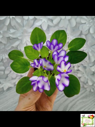 2А-Проба Пера (Е. Кольцова) 2024 г.