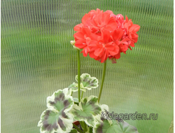 Пеларгония Oliver Welfare