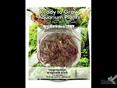 Гигрофила Пинк леди (меристемная) Сингапур