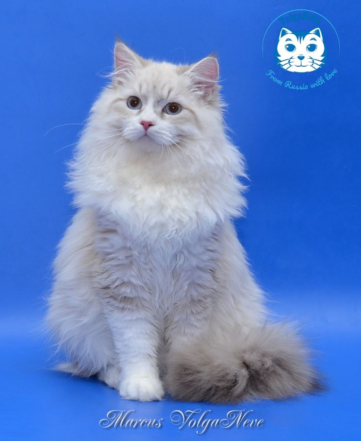Catteries Volganeve Russian Show Neva Masquerade Cats