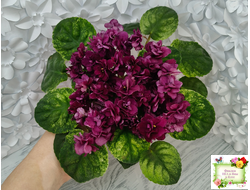 СВ-Город Солнечногорск (О.Емельянова) 2023 г. трейлер (стартер сорт)