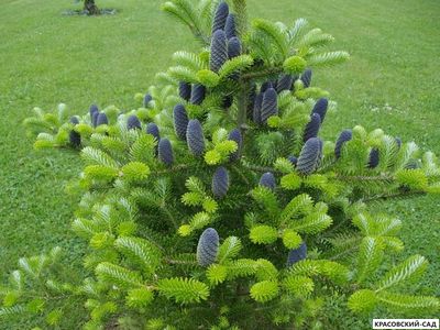 Пихта корейская - Abies koreana