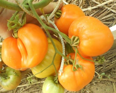 Томат Медовый спас