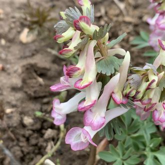 Corydalis solida “Coscoroba”