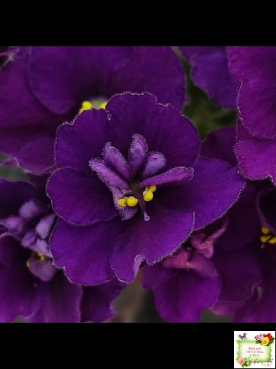 Jolly Prince (H.Pittman), #10462 (11/21/2011), DAVS 1731, TX Hyb