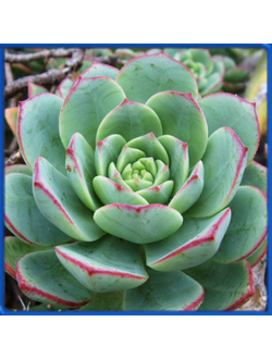 Aeonium haworthii