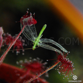 Drosera "Paradoxa"