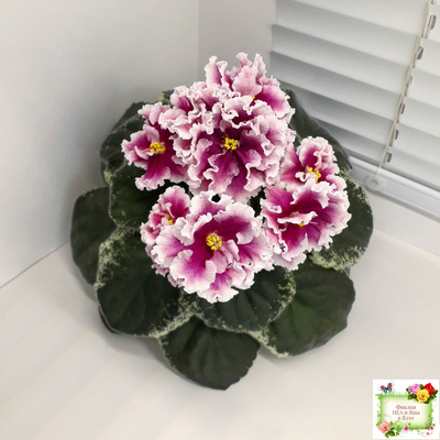 ВаТ-Агат Розовый (Т. Валькова) 2019 г.