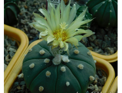 Astrophytum asterias f.nudum  Ooibo - 5 семян