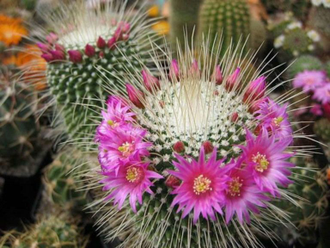 Mammillaria spinosissima cv. Uno Pico