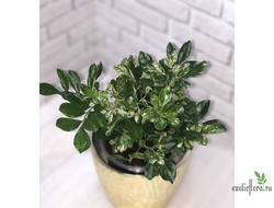 Муррайя ‘Экзотика’ вариегатная / Murraya paniculata 'Exotica' variegated