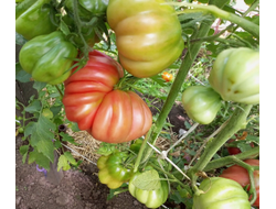 Томат Тлаколула де Матаморос