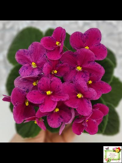 Mac’s Paisley Pattern (G.McDonald)