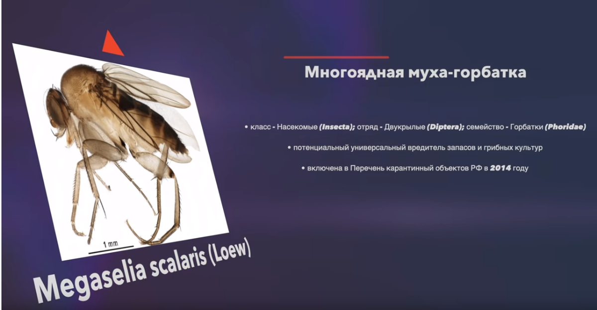 Опасные мухи для человека. Мухи вредители. Муха горбатка в геленджике. Мирмекофильная муха-горбатка. Многоядная муха горбатка вниикр.