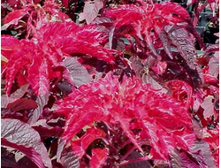 Амарант триколор Early Splendor, p9