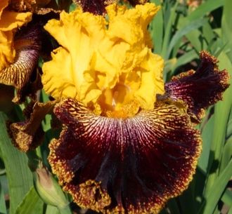 Ирис ЛУЧИСТЫЙ НАРЯД