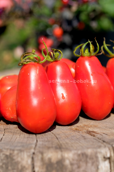 Томат Джуаджито (Guajito), 7 шт