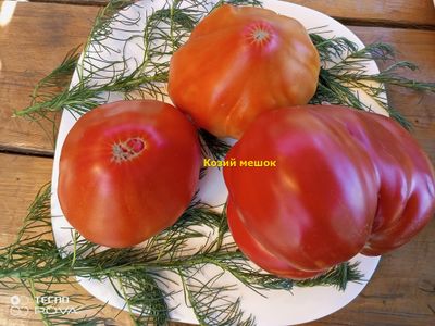 Томат  Козий мешок (Goat Bag, Козья сумка) США