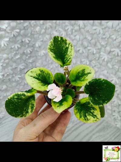 LV-15 сеянец (Л. Шевелёва) (стартер)