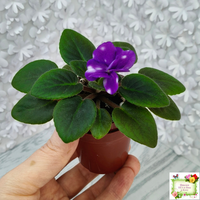 Hunter's Primal Scream (K.Muzalewski) (лист посажен 30.01.26)