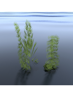 водные Водоросли-03