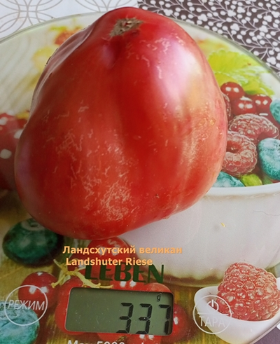 Томат Ландсхутский великан (Landshuter Riese, Германия)
