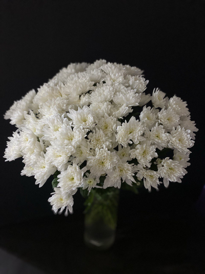 Кустовая пушистая Балтика 15 шт