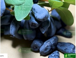 Жимолость канадская "Boreal Beast" (Бореал Бист)